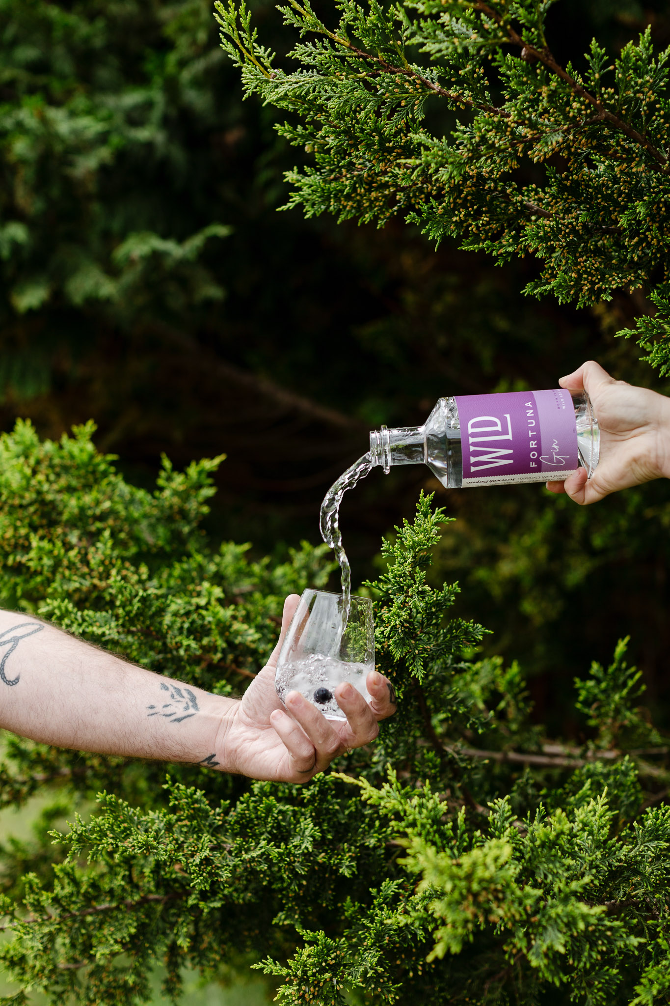 FORTUNA GIN - Image 2